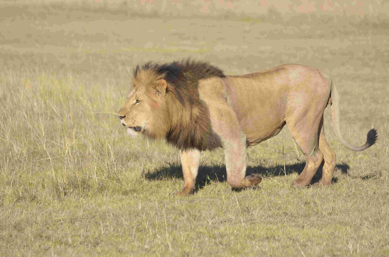 Lalibela Game Reserve Mark'S Camp Грейамстаун Экстерьер фото