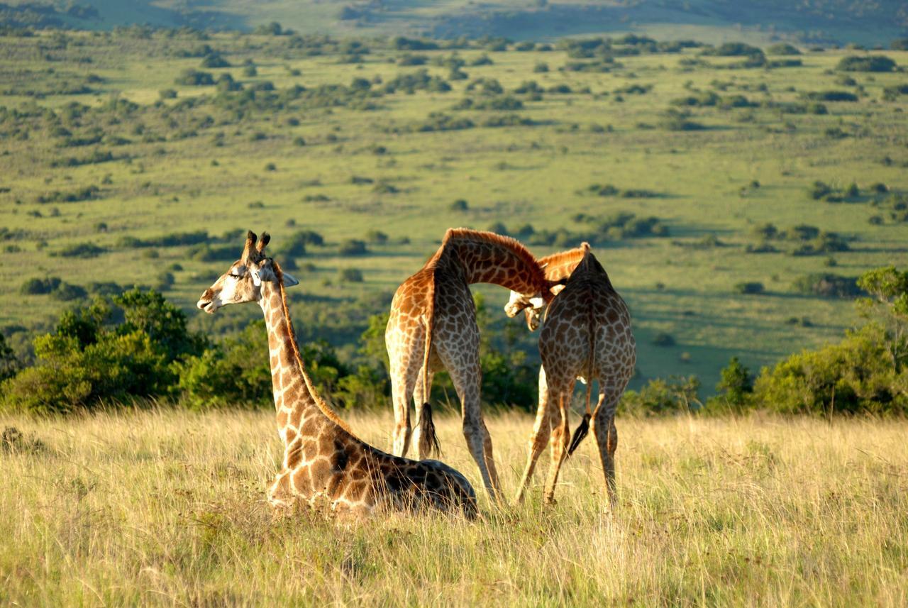Lalibela Game Reserve Mark'S Camp Грейамстаун Экстерьер фото