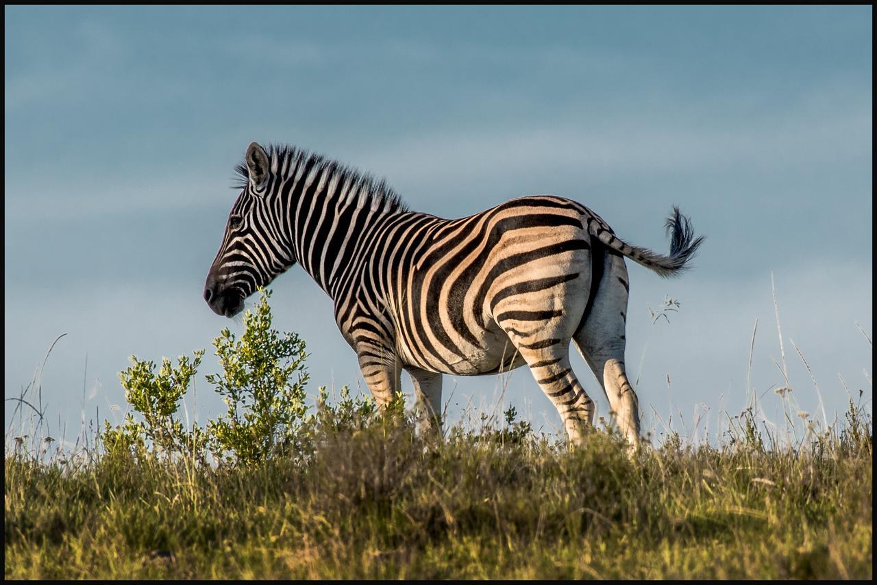 Lalibela Game Reserve Mark'S Camp Грейамстаун Экстерьер фото