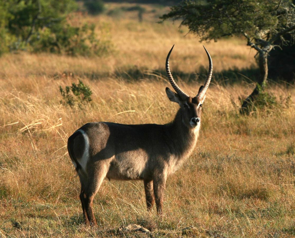 Lalibela Game Reserve Mark'S Camp Грейамстаун Экстерьер фото